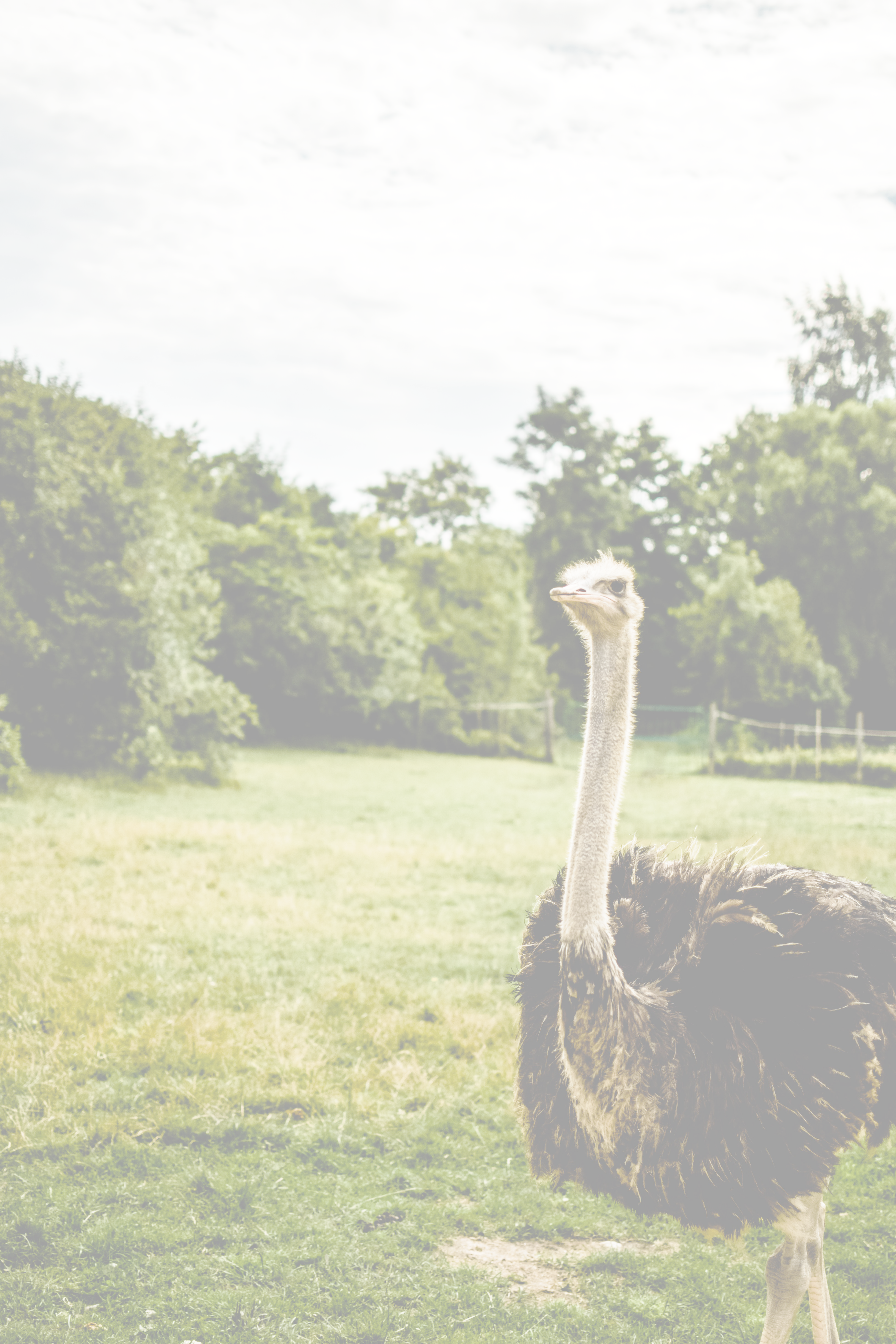 Don’t be an Ostrich – the importance of assessing affordability